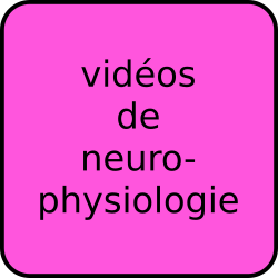 vidéos de neurophysiologie
